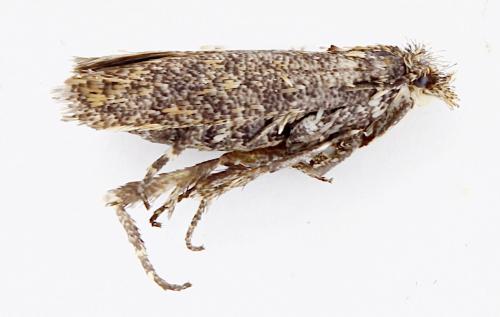 Ochsenheimeria taurella